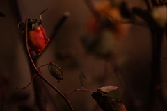 枯れても薔薇はバラ