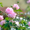 Rosegarden