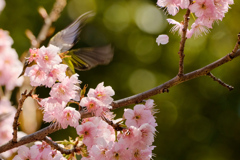 花びらひとひら、羽ひらり