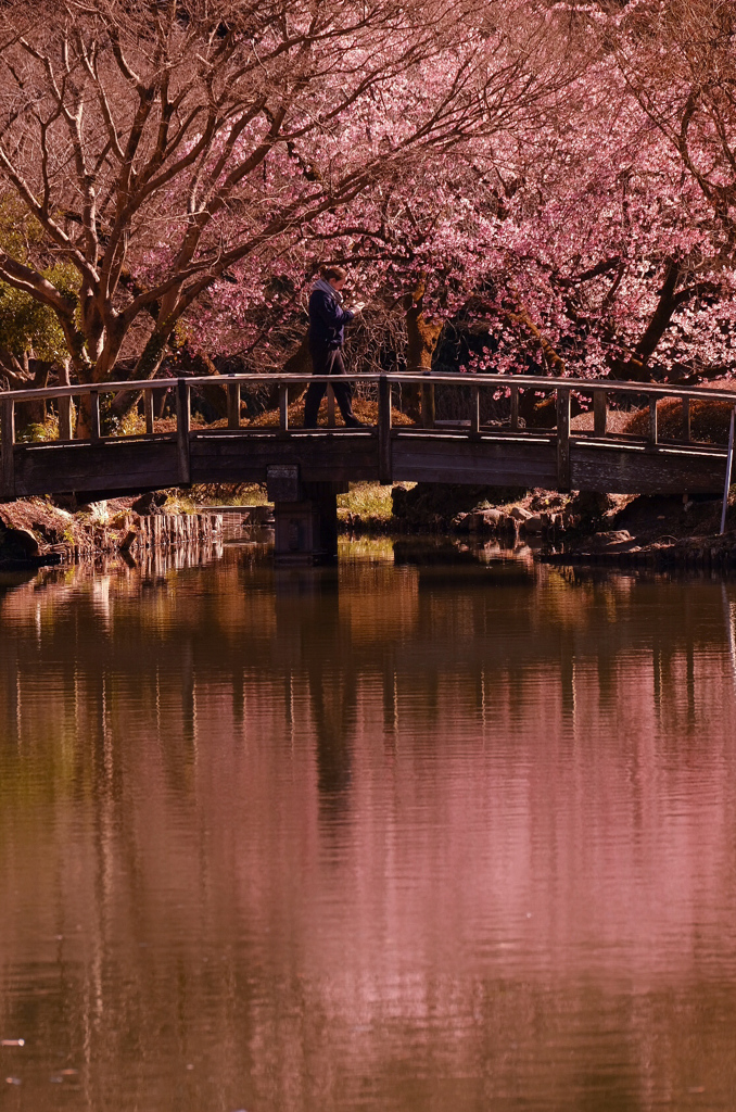 桜と橋と読む人