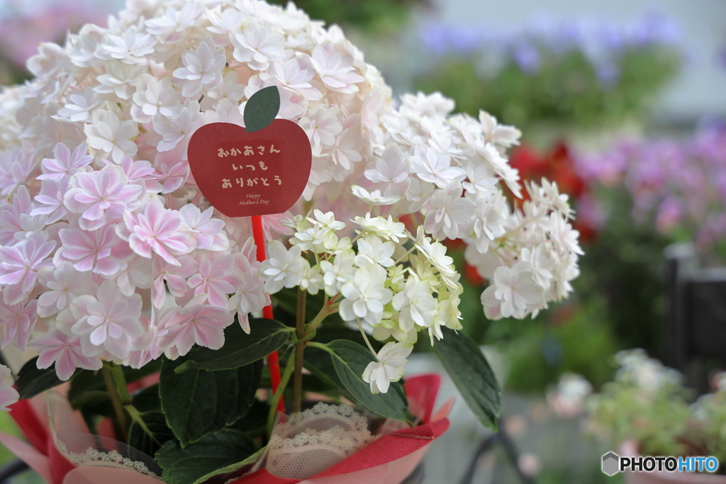 Mother's Day