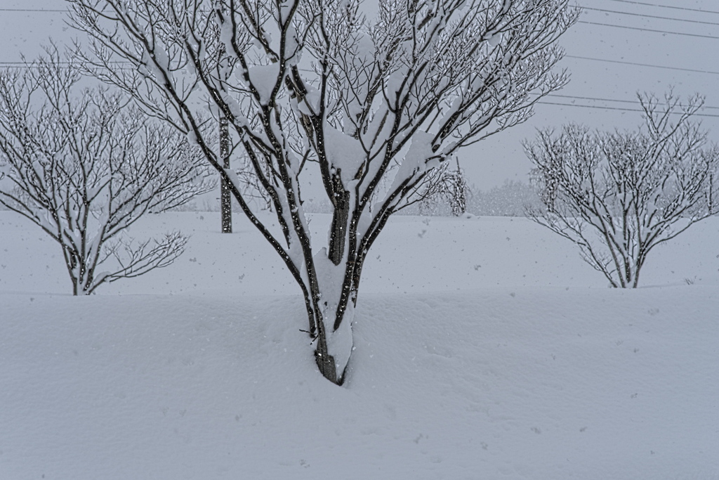 街路樹の雪見露天