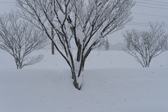 街路樹の雪見露天