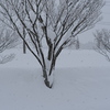 街路樹の雪見露天
