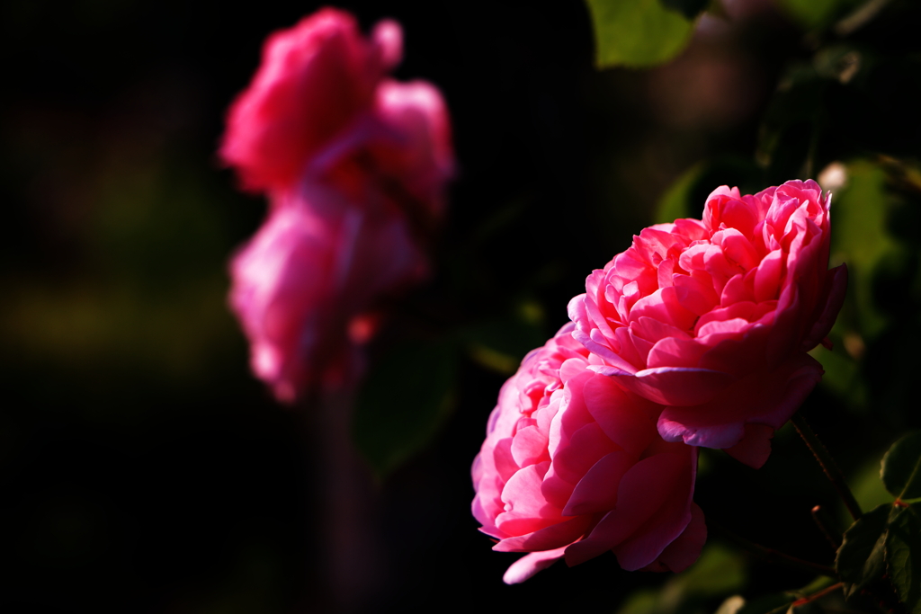 pair