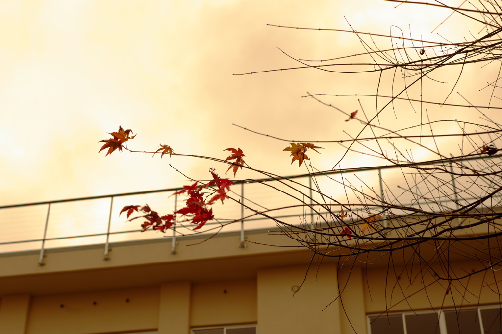 散り際に時雨れて