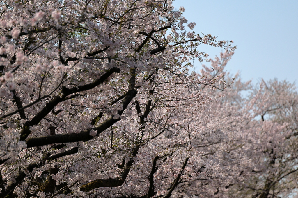 喝采