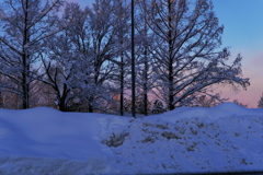 積雪の朝に