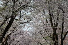 桜天蓋