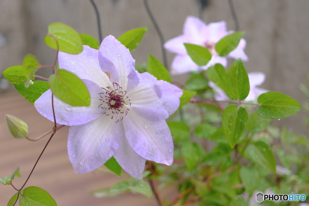 Clematis