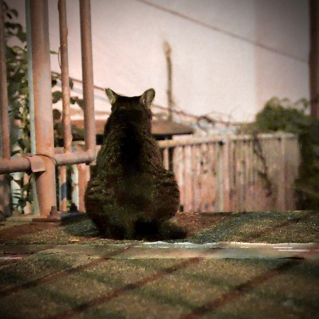 推しキジ2