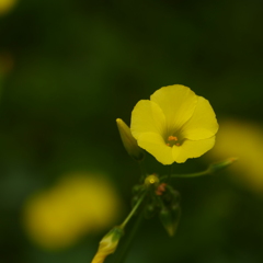 小径の花-ソロ