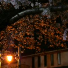 残り桜、、、L1035465