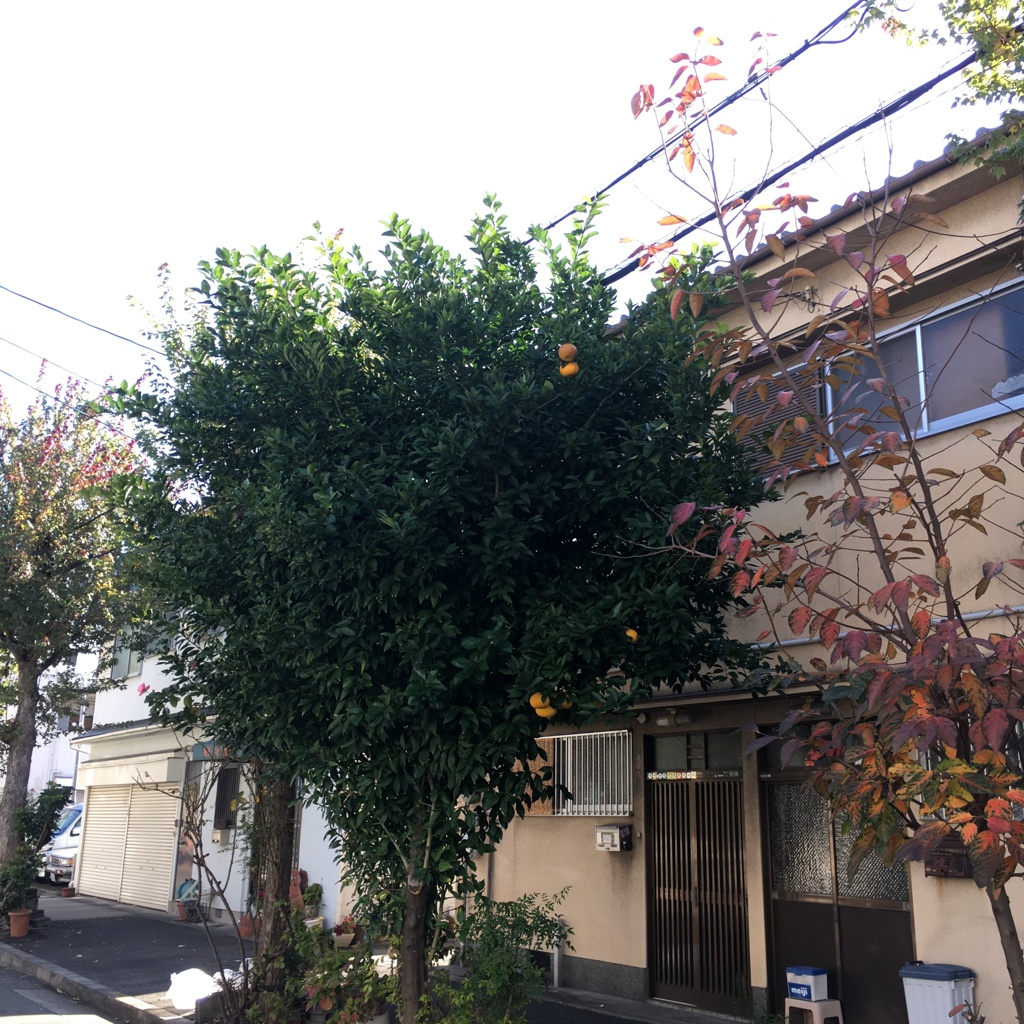 みのりの秋（すでに冬やな）