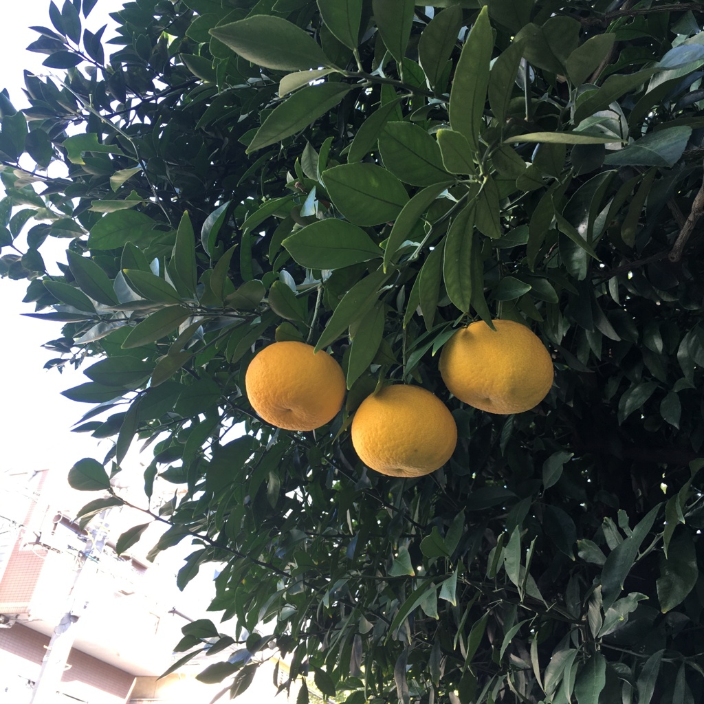みのりの秋（すでに冬やな）