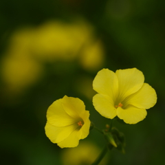 小径の花-デュエット