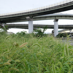 SukematsuJCT-L1023905