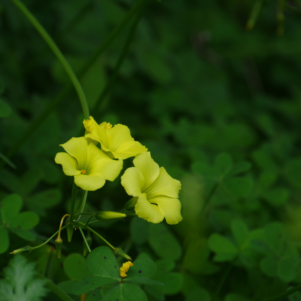 小径の花-番外