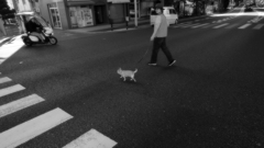 散歩の行き先