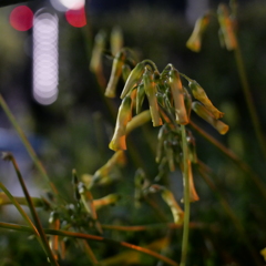 夜の小径の花、、、、