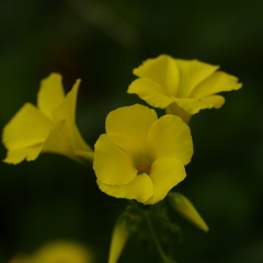 小径の花-トリオ
