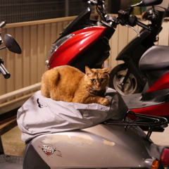 バイク猫。