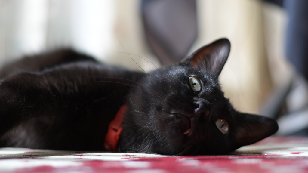 黒猫