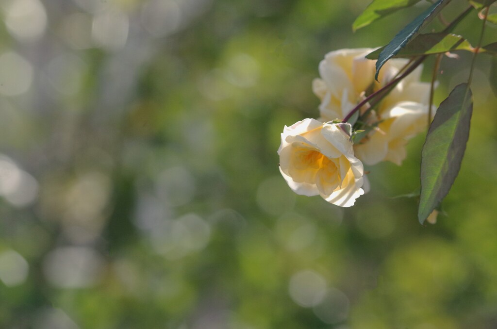 日本大正村の薔薇