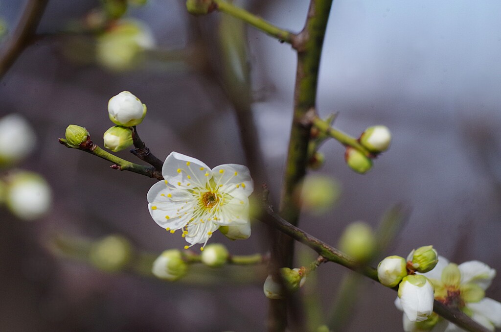 白梅