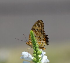 蕾が邪魔なんだけど~