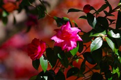 紅葉をバックに椿
