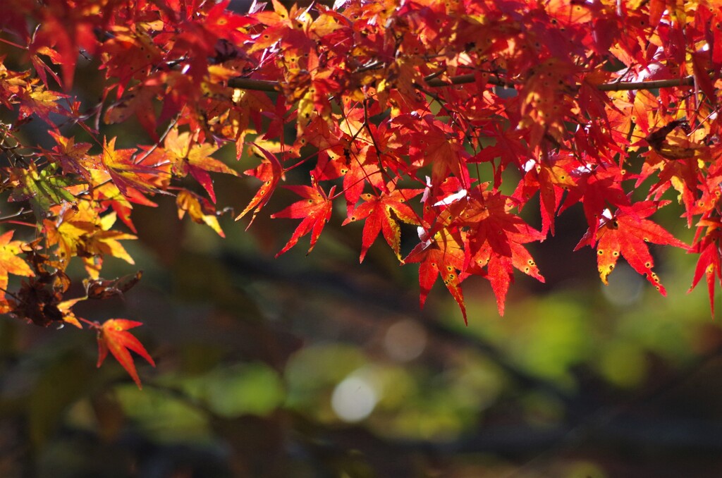 紅葉