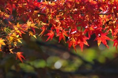 紅葉