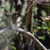 飛んでいる　ジョウビタキ