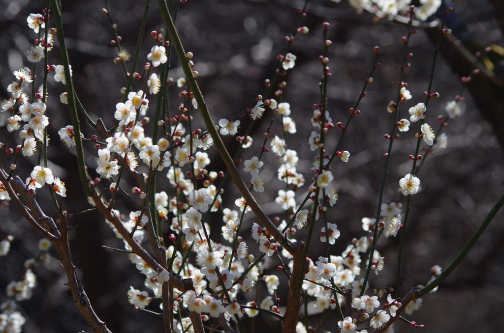 冬至という名前の梅の花