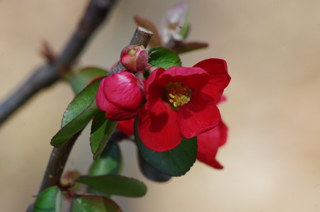 木瓜の花