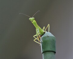 カマキリ