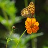 ヒョウモンチョウ