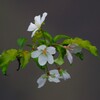 四季桜
