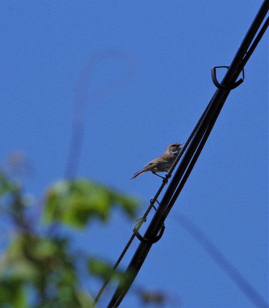 うるさく鳴く鳥