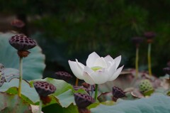 涼やかな花