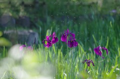 菖蒲