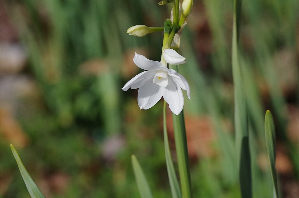 ペーパーホワイト