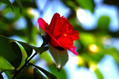 赤い山茶花