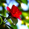 赤い山茶花