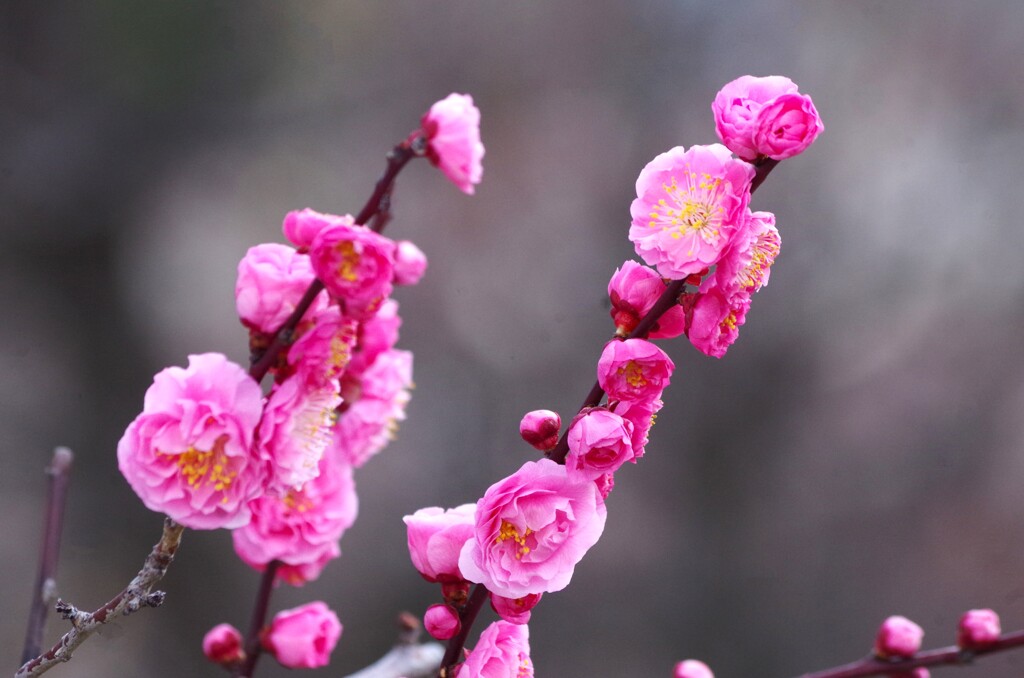 荒子公園梅３