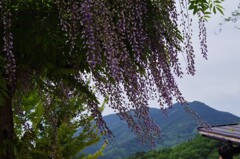 藤の花