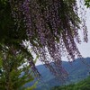 藤の花