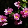 山茶花