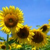 愛知牧場・ひまわり